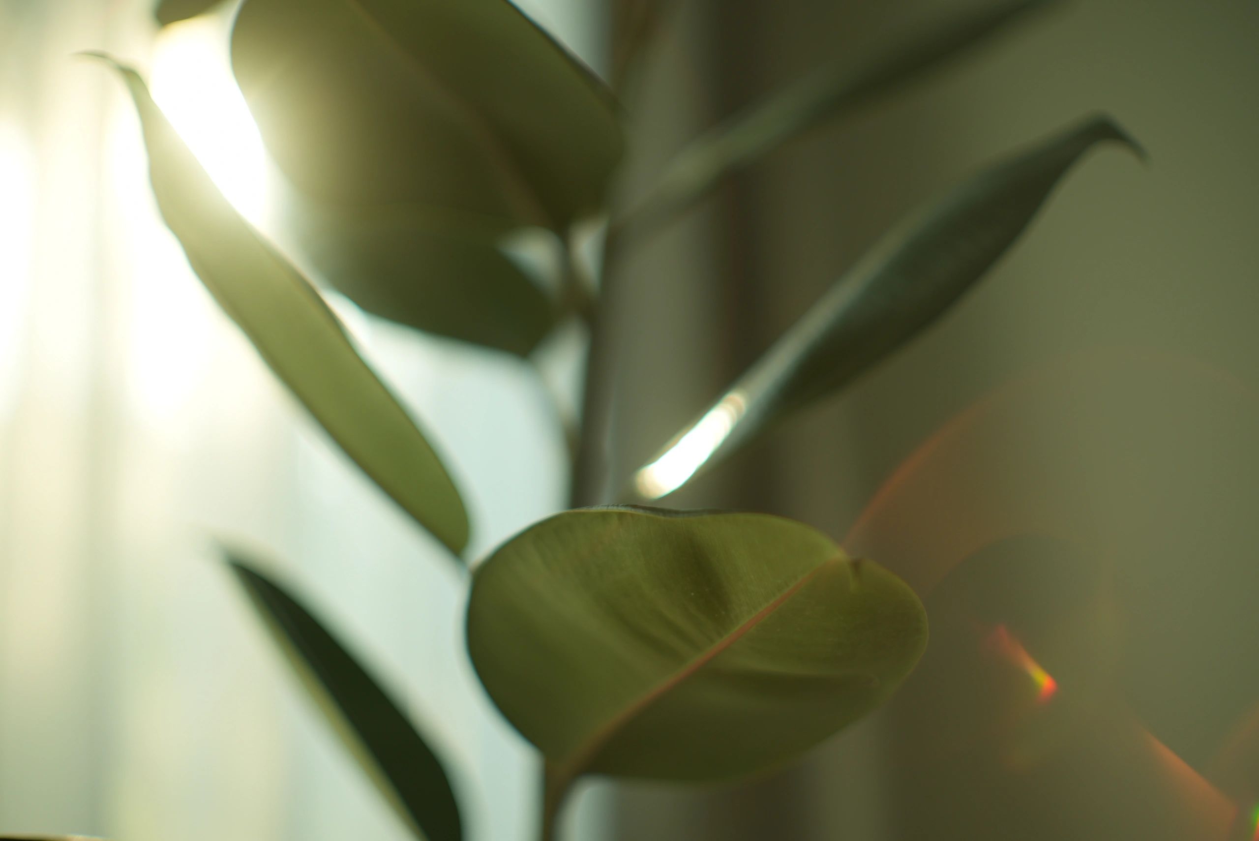 Indoor plants in soft natural light